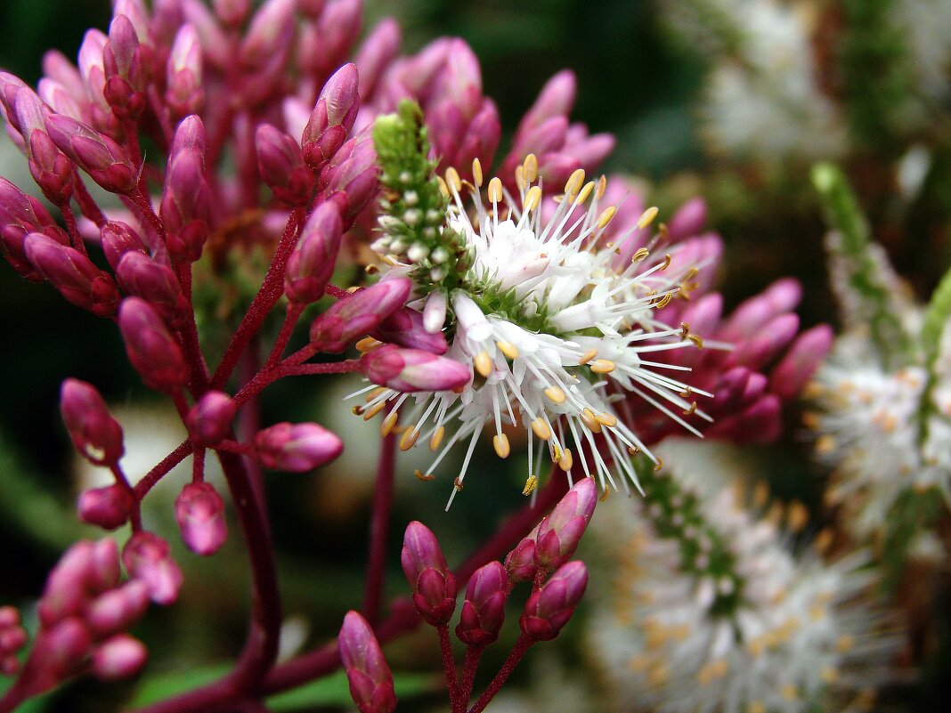 *** - ANNA POPOVA *** - ANNA POPOVA