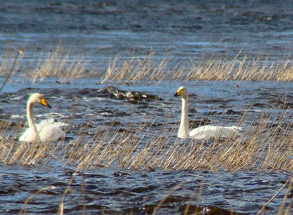 лебеди кликуны - gawrilа - dan