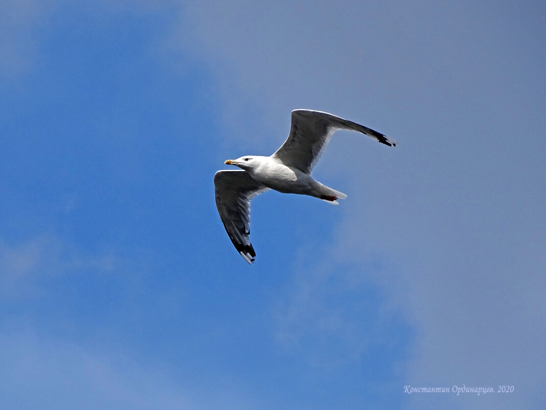 Хохотунья - Константин Ординарцев Хохотунья - Константин Ординарцев