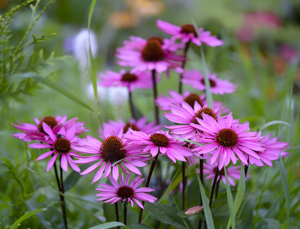 echinacea - Zinovi Seniak