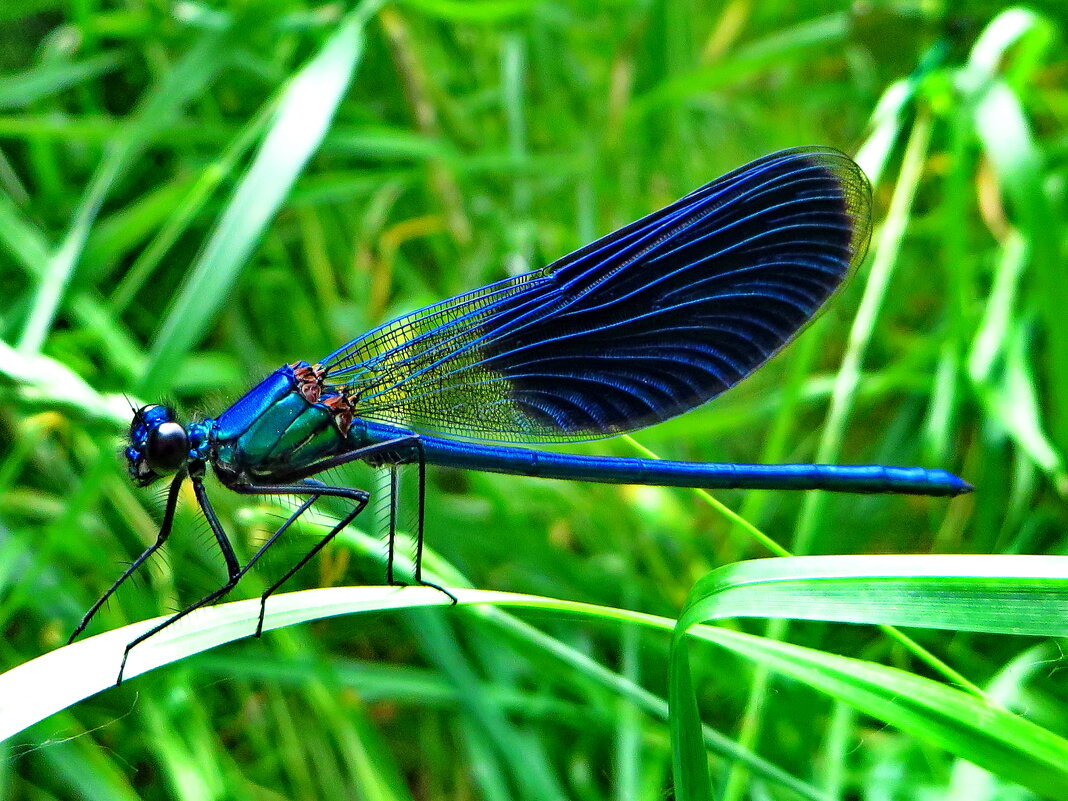 Красотка блестящая (лат. Calopteryx splendens).  Самец. - ivan 