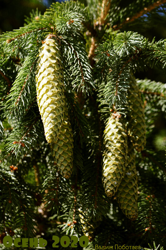 Из леса вестимо... - Вадим Поботаев