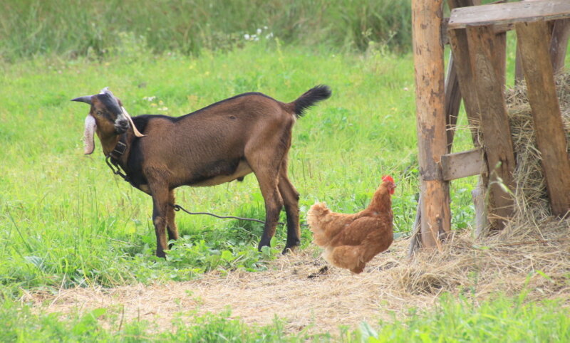 Монастырское хозяйство - Валентина Монастырское хозяйство - Валентина