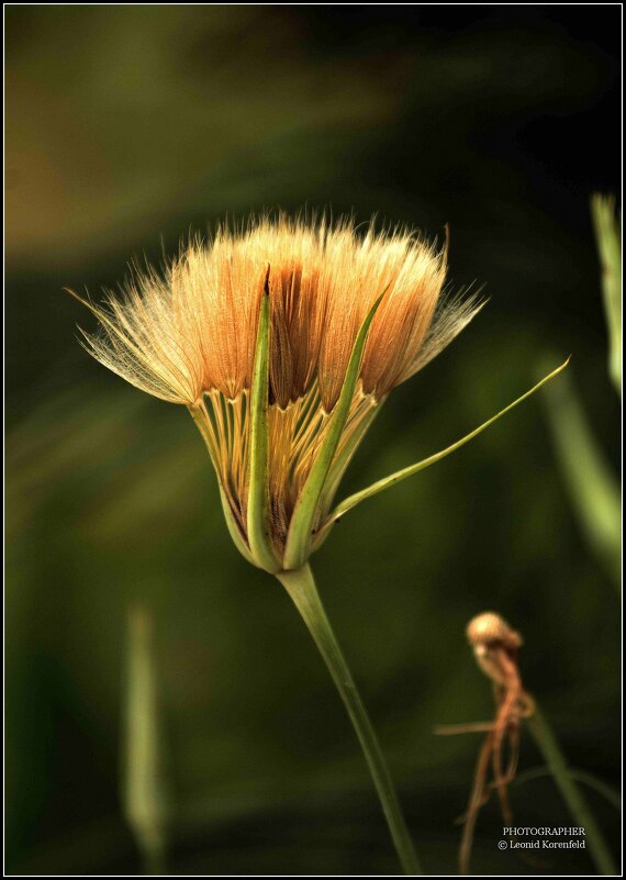 *** - Leonid Korenfeld