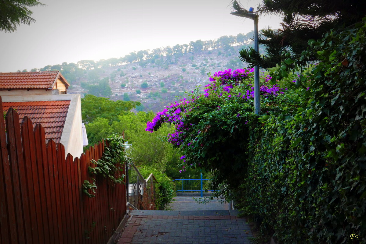 Лесница - Аркадий Басович Лесница - Аркадий Басович