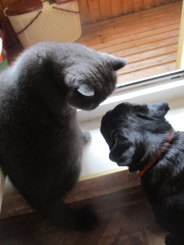 Моника и Пончик. - Зинаида Моника и Пончик. - Зинаида