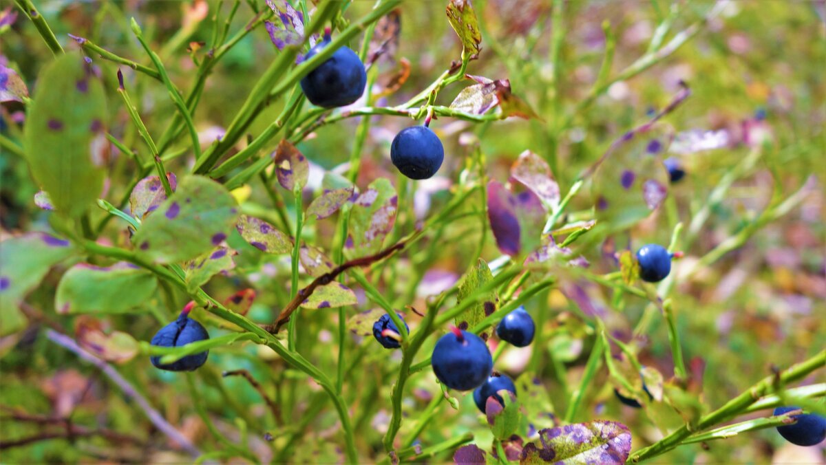 Сладкая радость... - Sergey Gordoff Сладкая радость... - Sergey Gordoff