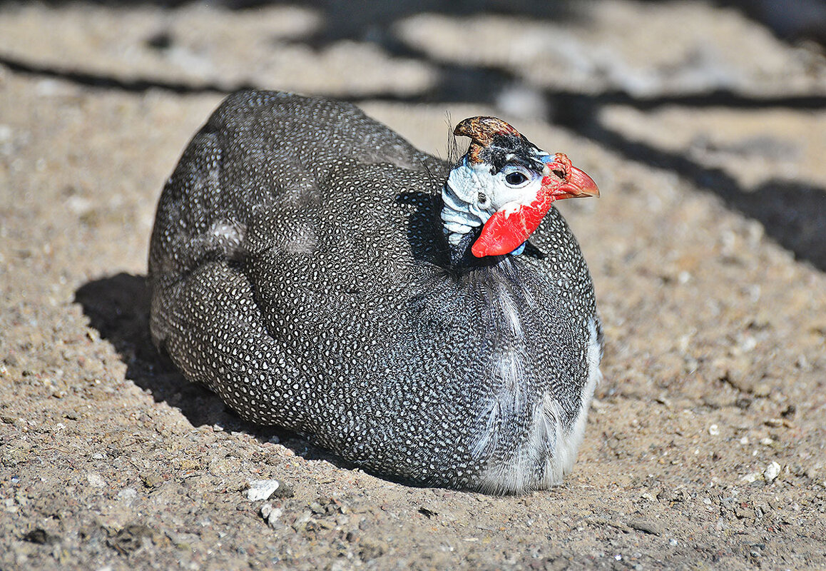 Что за птица такая, яркая, чудная? ) - Тамара Бедай Что за птица такая, яркая, чудная? ) - Тамара Бедай