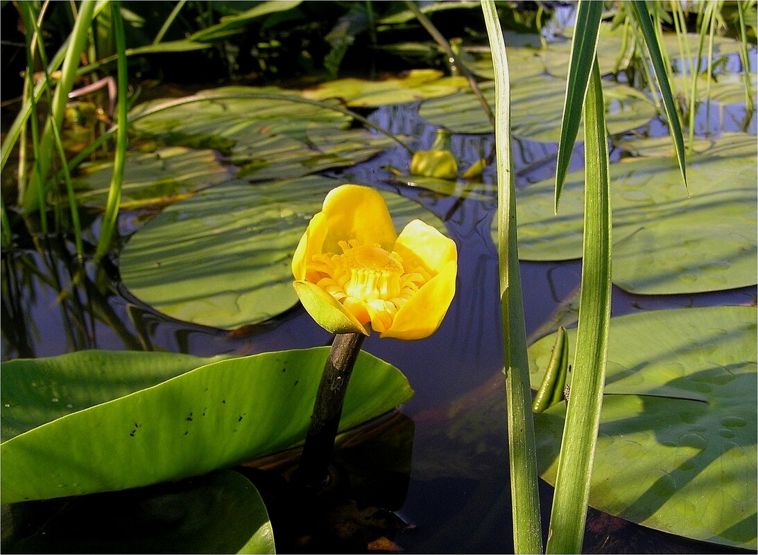 Цветок на болоте - Геннадий Худолеев Худолеев