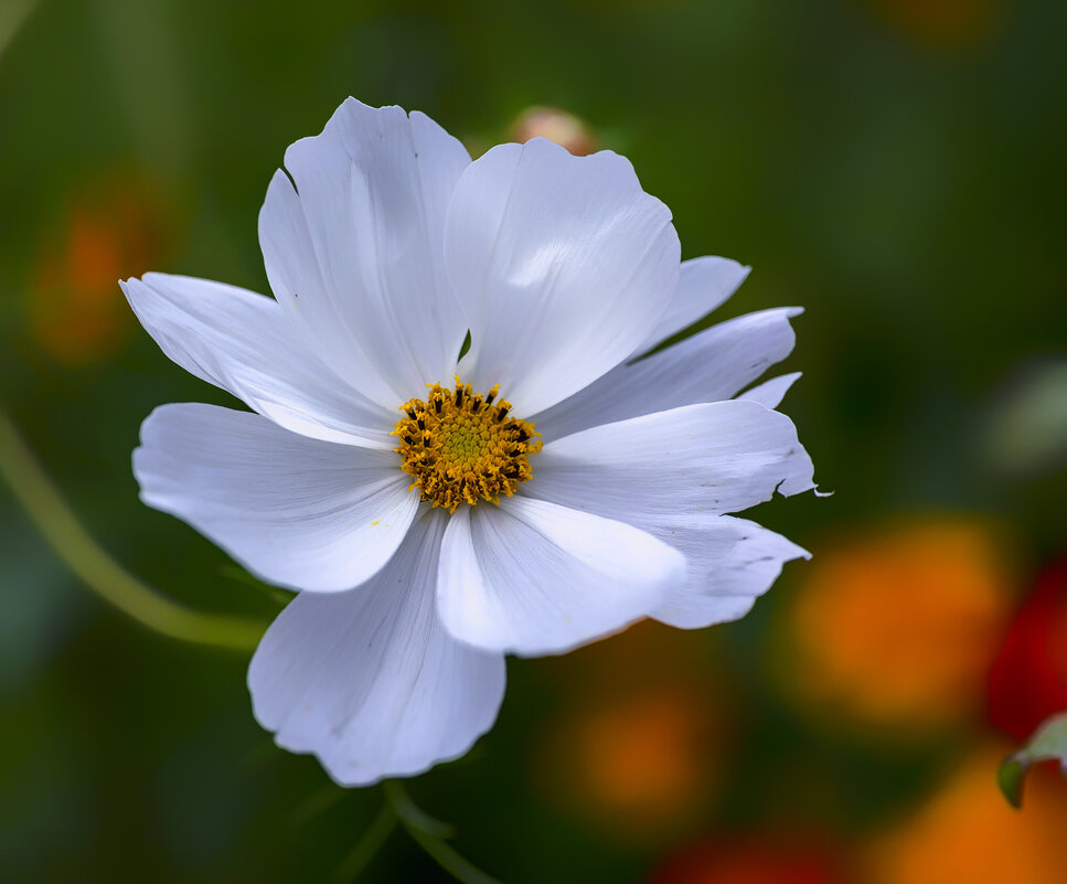 in white - Zinovi Seniak