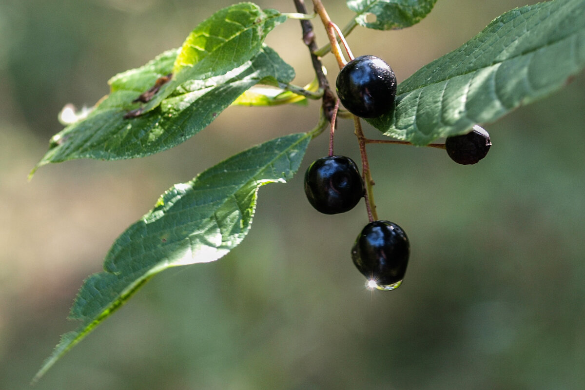 *** - Николай 