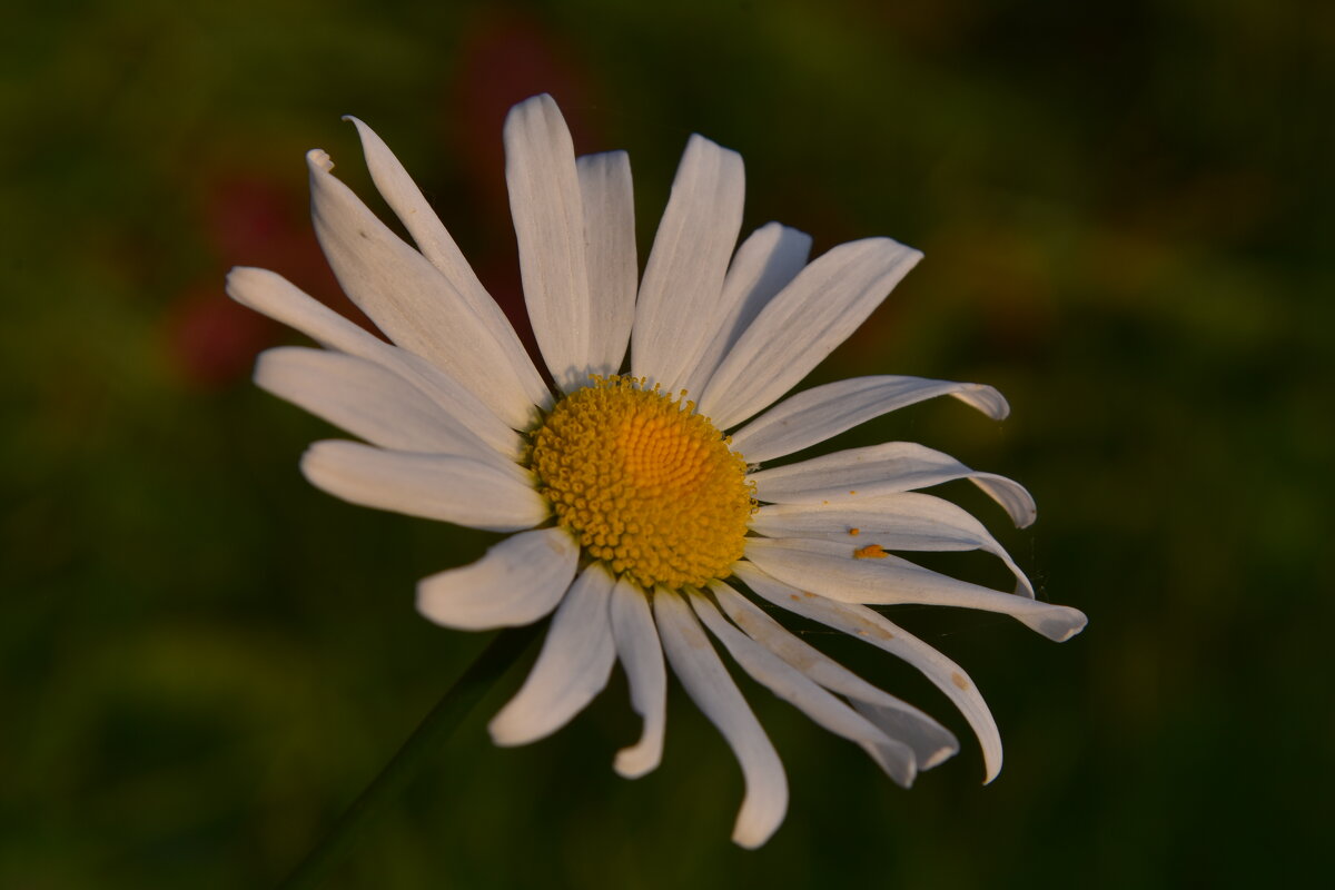 ромашка - vg154 