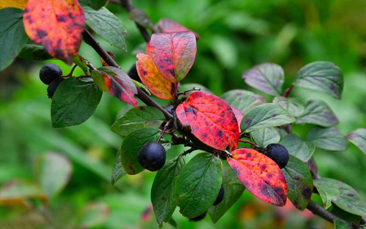 Картинка октября. - Милешкин Владимир Алексеевич 