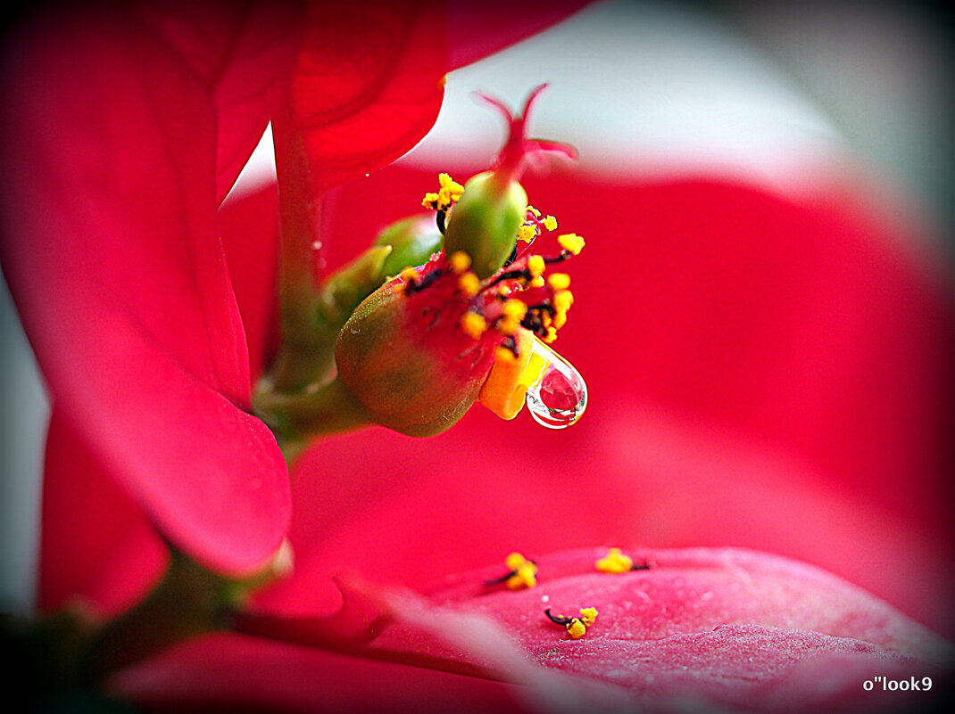 слеза - Олег Лукьянов слеза - Олег Лукьянов