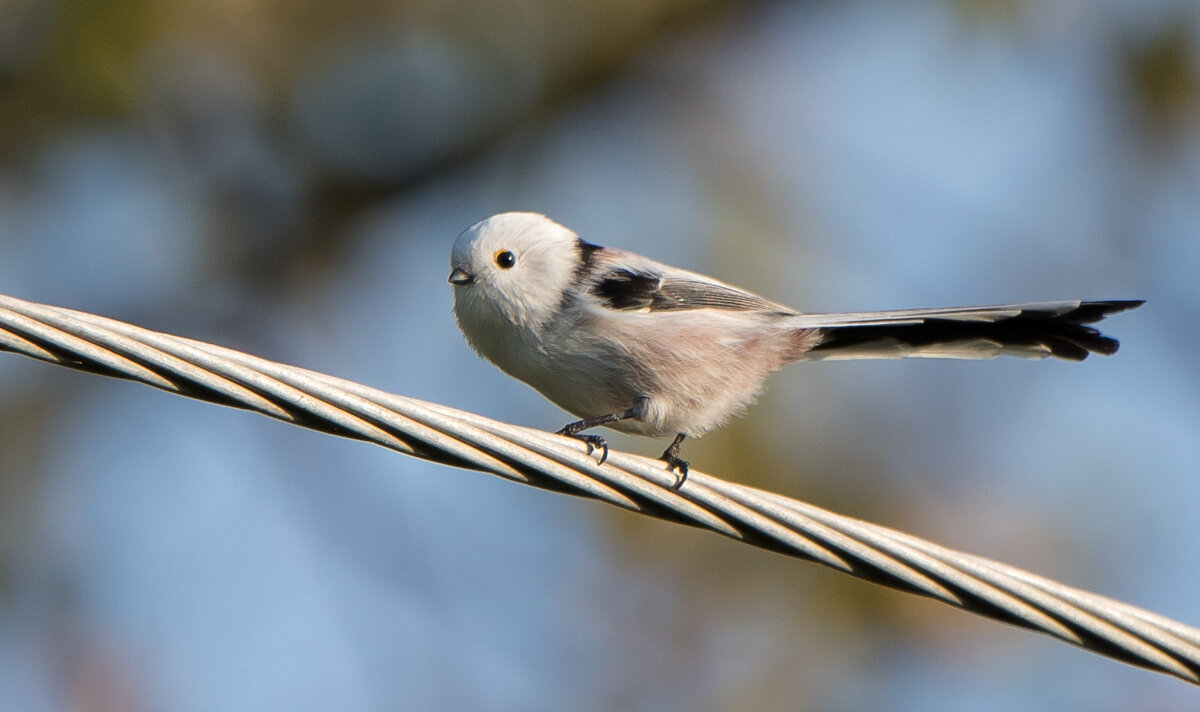 Ополовник - Владимир Безбородов