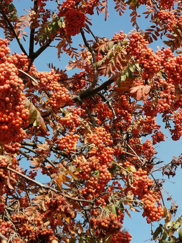 осень - Владимир Холодницкий
