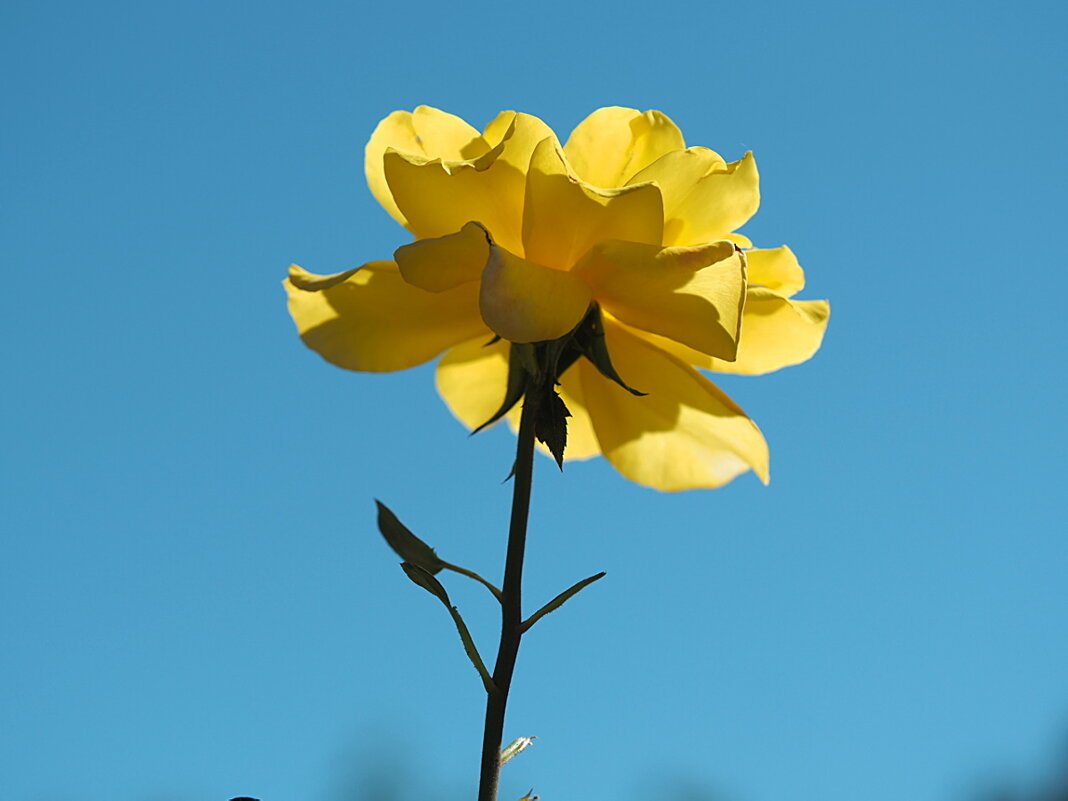 Солнечная роза - wea * Солнечная роза - wea *