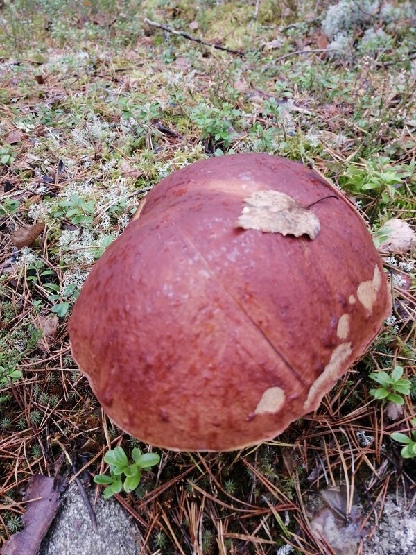 Гигант - Елена K