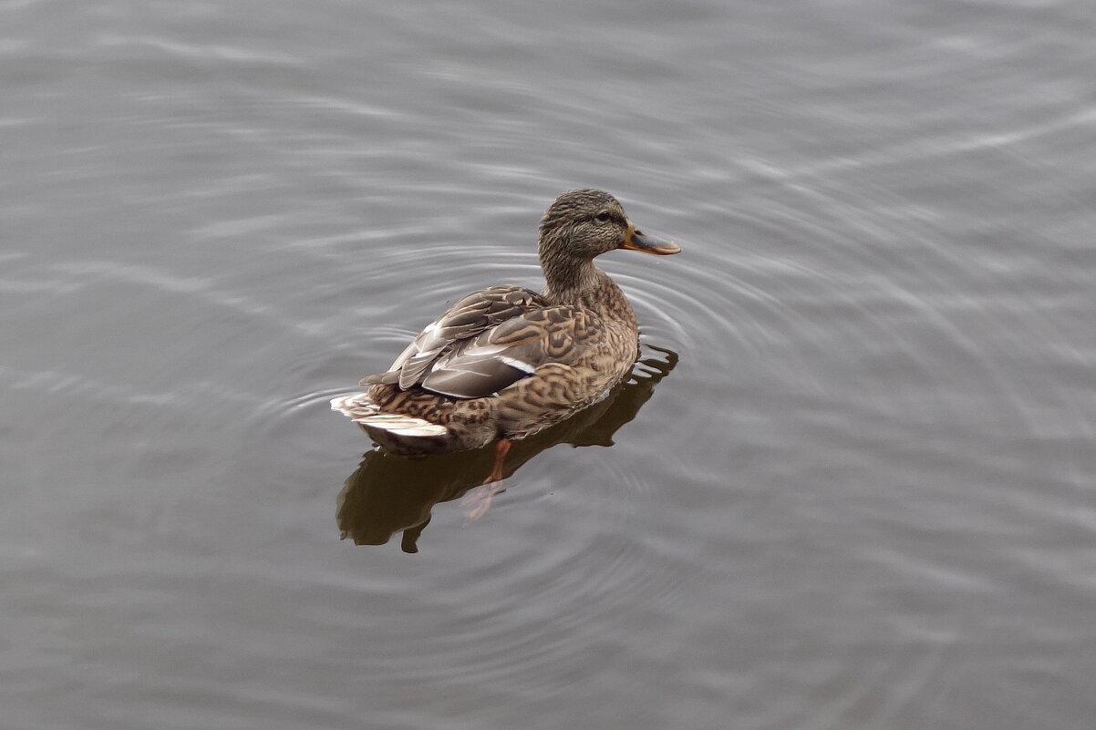 Кряква - Маргарита Батырева