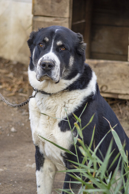 Охраник нА жбк-1 - Александр Леонов Охраник нА жбк-1 - Александр Леонов