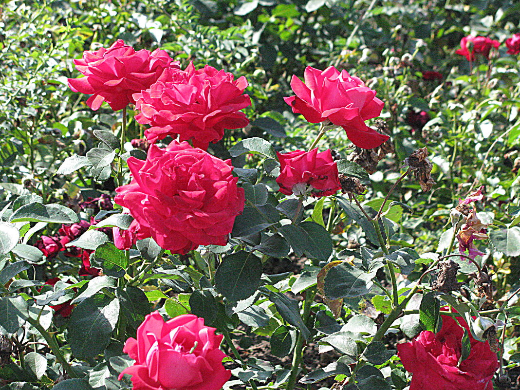 Осенний цвет. - Владимир Драгунский