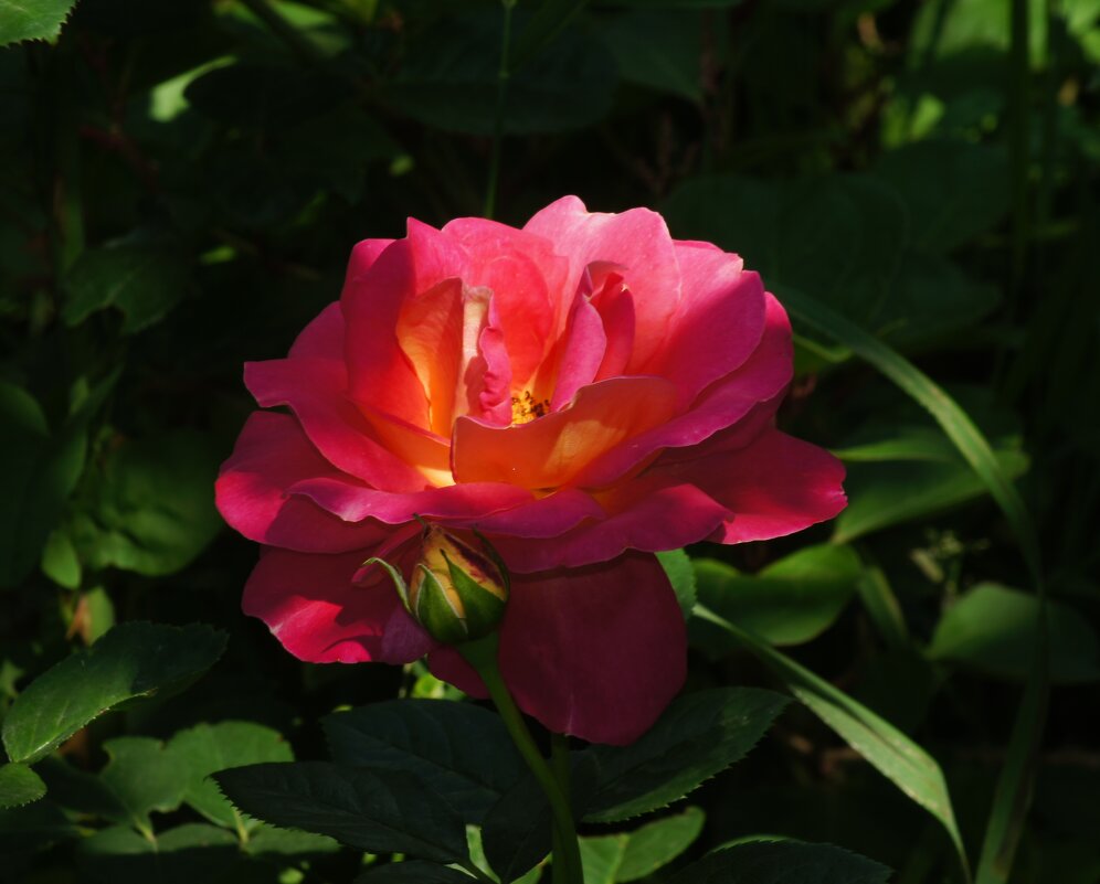 В нашем палисаде - Старичок Иванов В нашем палисаде - Старичок Иванов