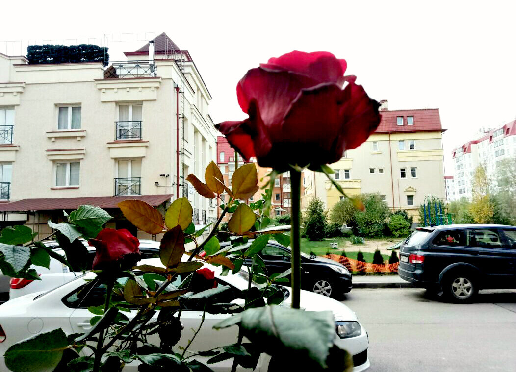 Королева! Не смотря ни на что держит фасон. - Елена Виноградова