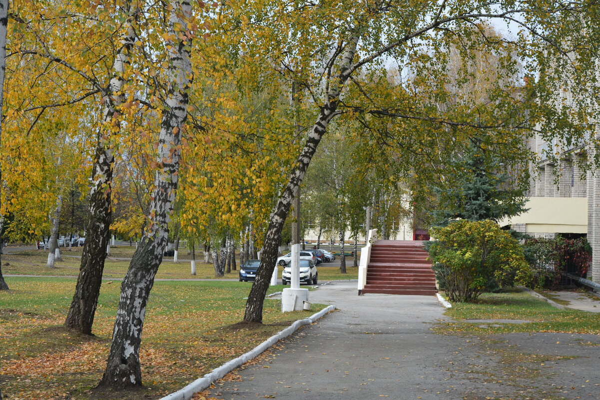 В царстве берёз - Александр Буянов