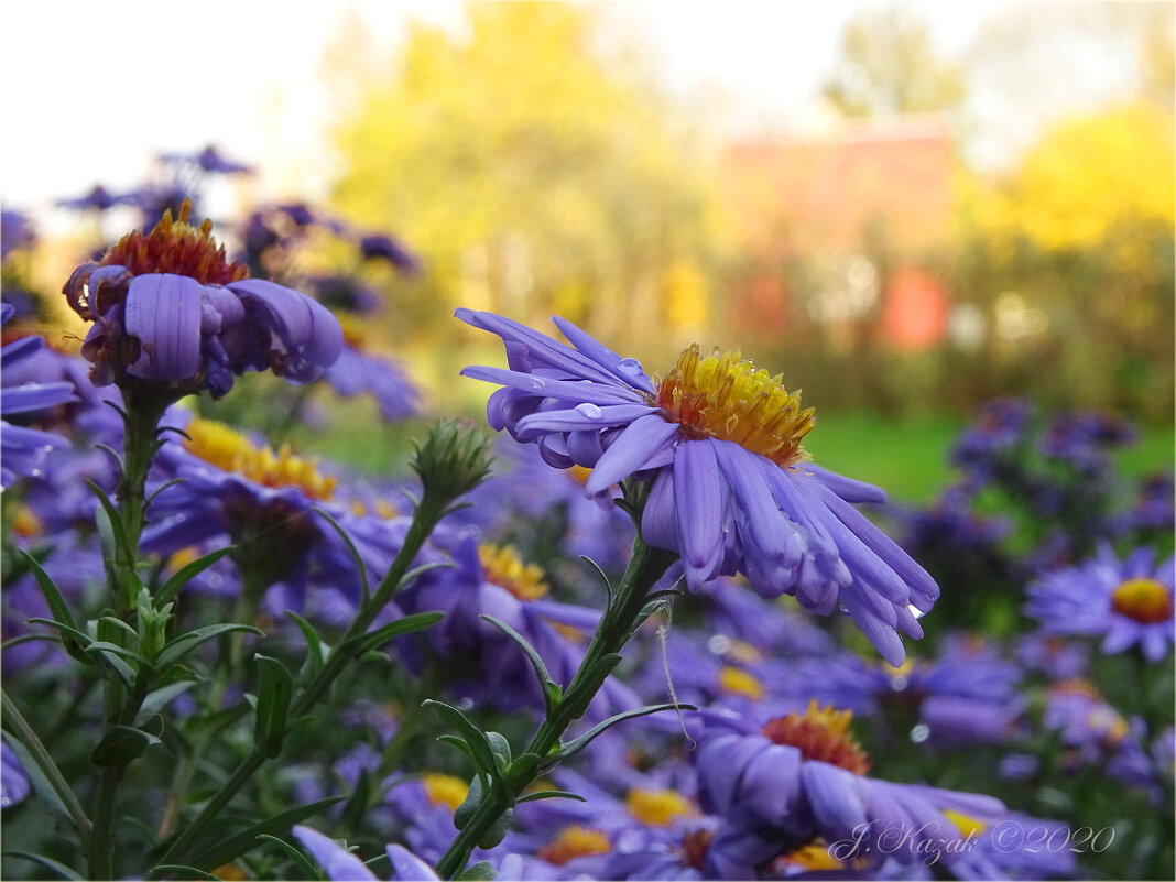 * - Елена Kазак (selena1965) * - Елена Kазак (selena1965)