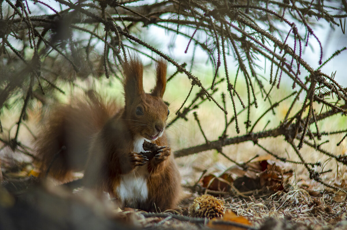 Спряталась,очень любит грецкие орехи - Александр Леонов Спряталась,очень любит грецкие орехи - Александр Леонов