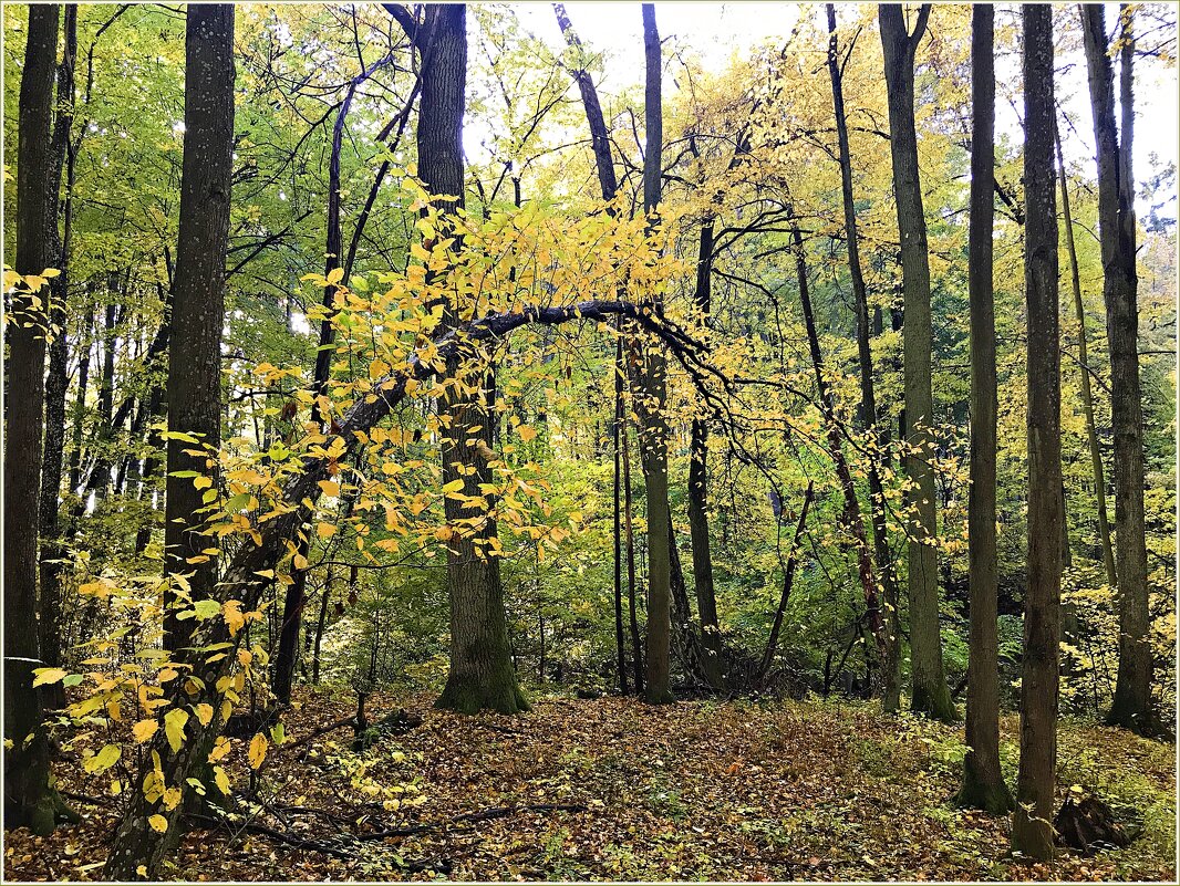 Осенний лес. - Валерия Комова Осенний лес. - Валерия Комова