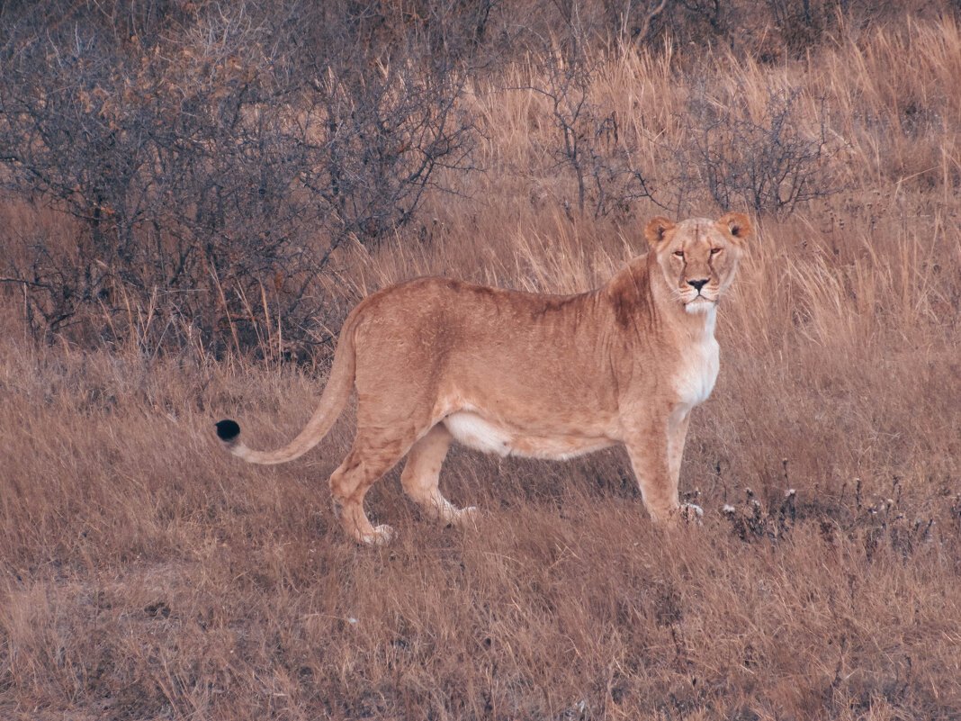 Львица - Виктория Писаренко