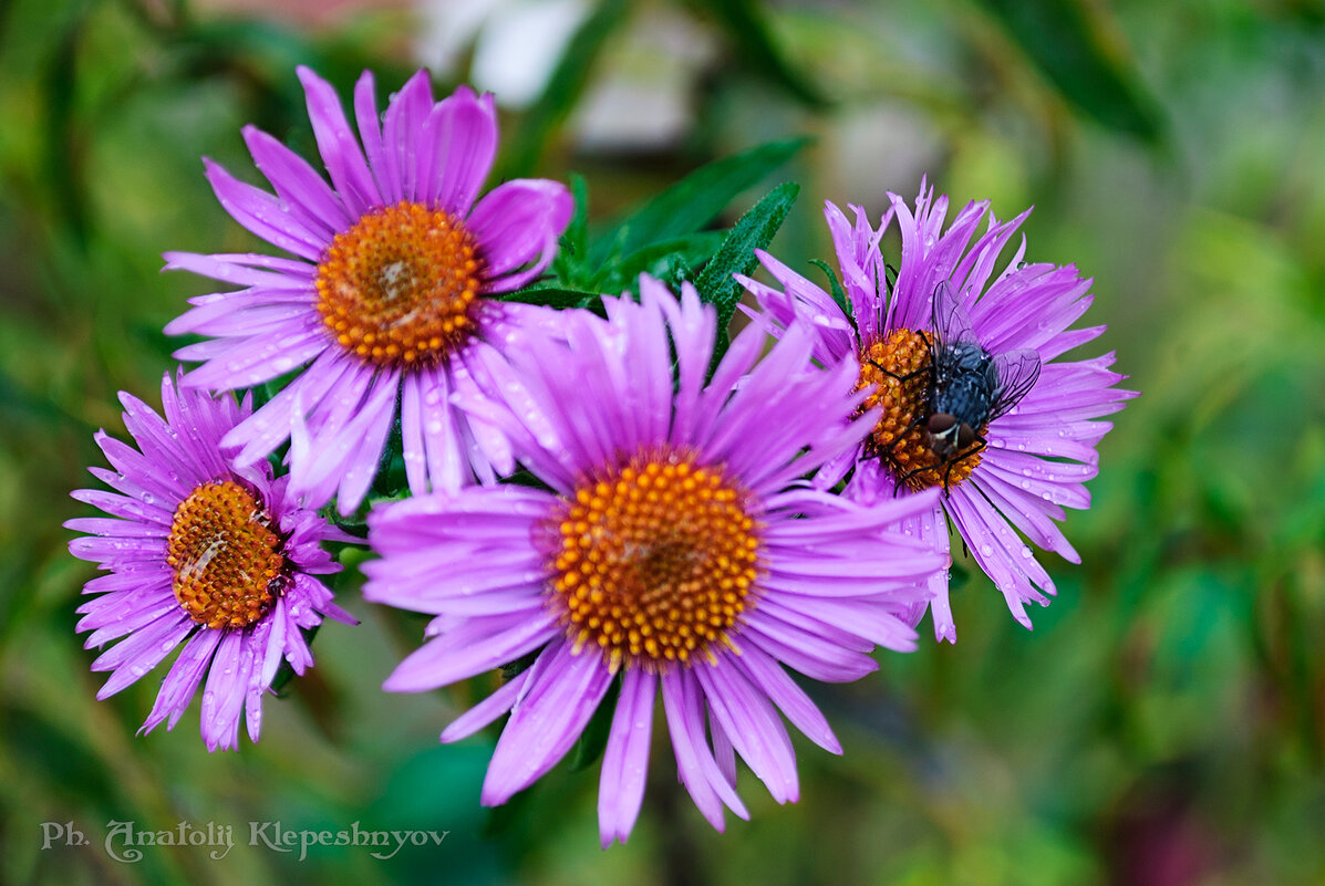 Астра итальянская (Aster amellus) - Анатолий Клепешнёв