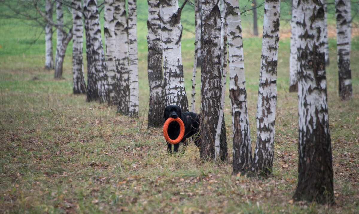 Поиграем? - Владимир Безбородов Поиграем? - Владимир Безбородов