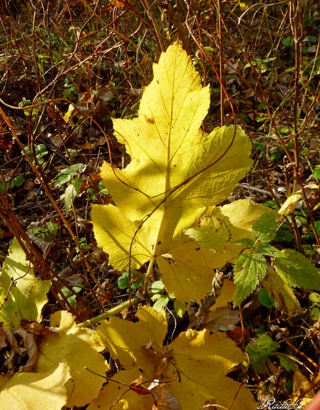 Солнечный листик - Raduzka (Надежда Веркина)