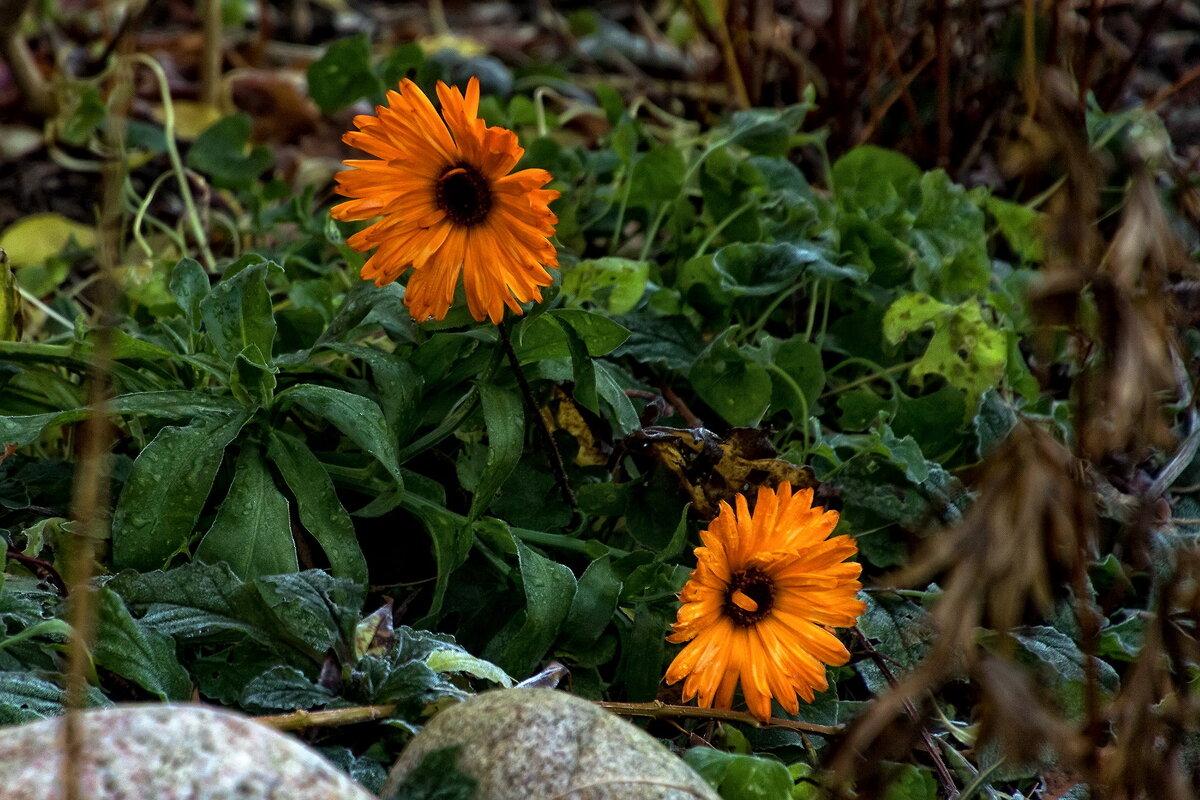 Цветущие в ноябре. - Анатолий. Chesnavik.