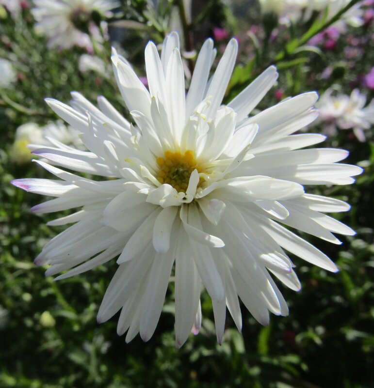 Когда ещё цвели цветы... - Galaelina *** Когда ещё цвели цветы... - Galaelina ***