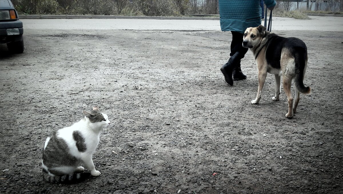 разные , но оба бездомные - Любовь 