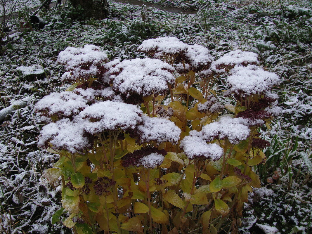 Утеплился - Людмила Смородинская