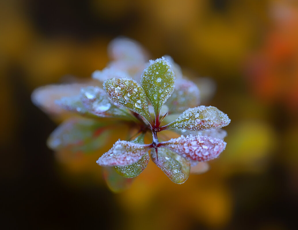 frost - Zinovi Seniak