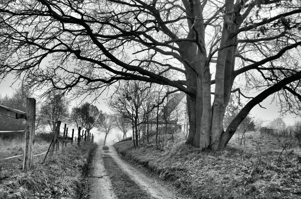 Осень. Утро. Туман - Галина Шеина-Мюльдорфер Осень. Утро. Туман - Галина Шеина-Мюльдорфер