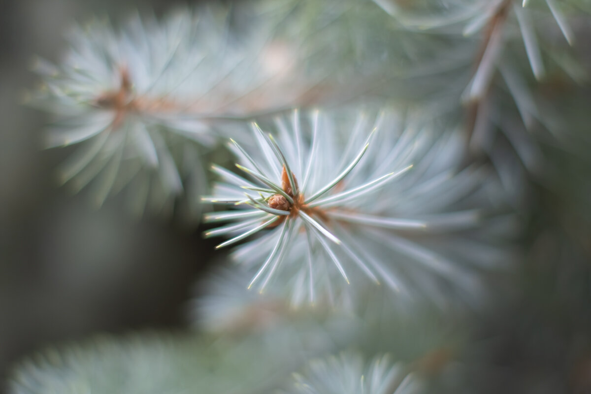 *** - Игорь Герман