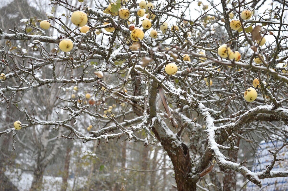 Соседские яблоки - Борис 