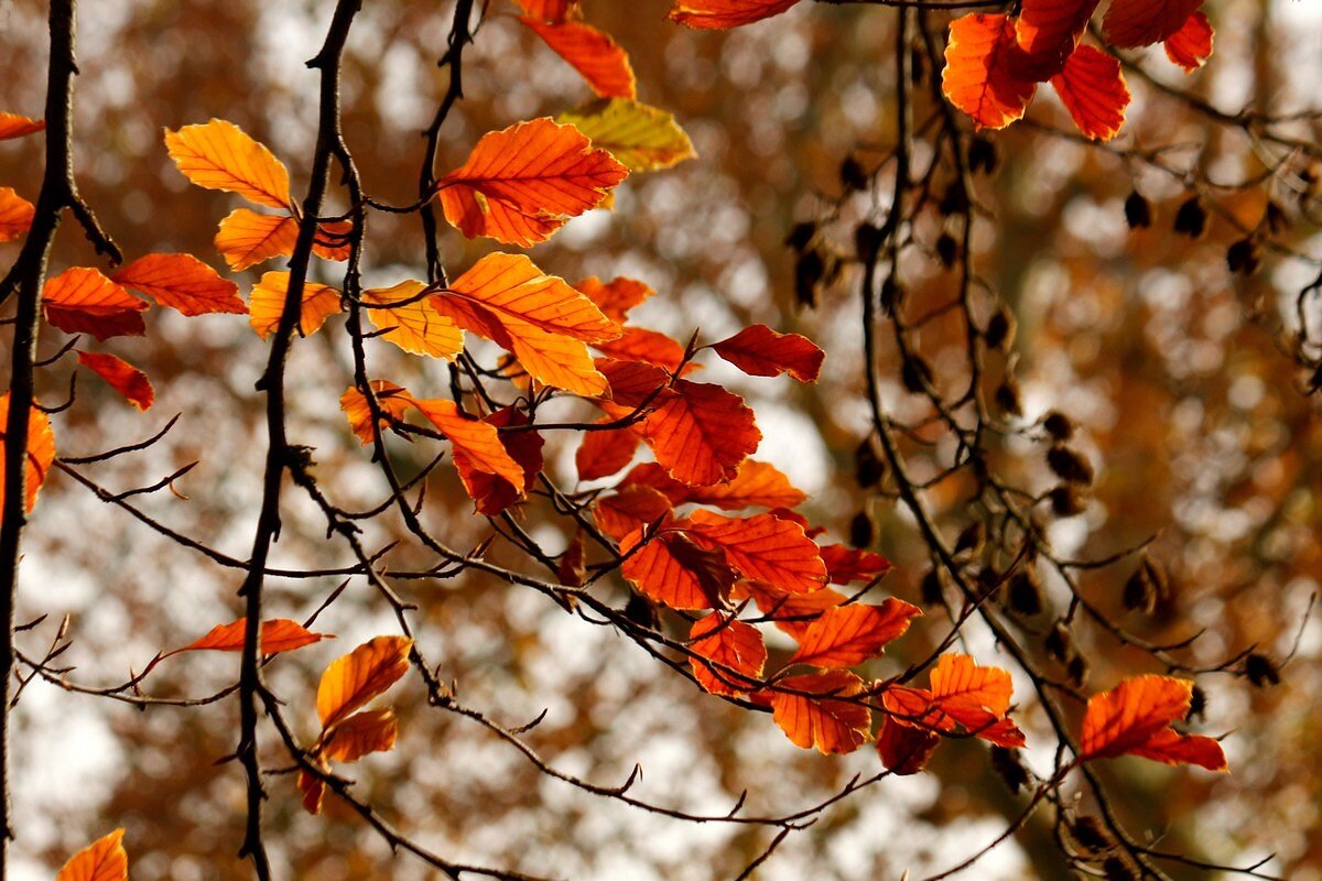 Осеннее утро - Юрий. Шмаков