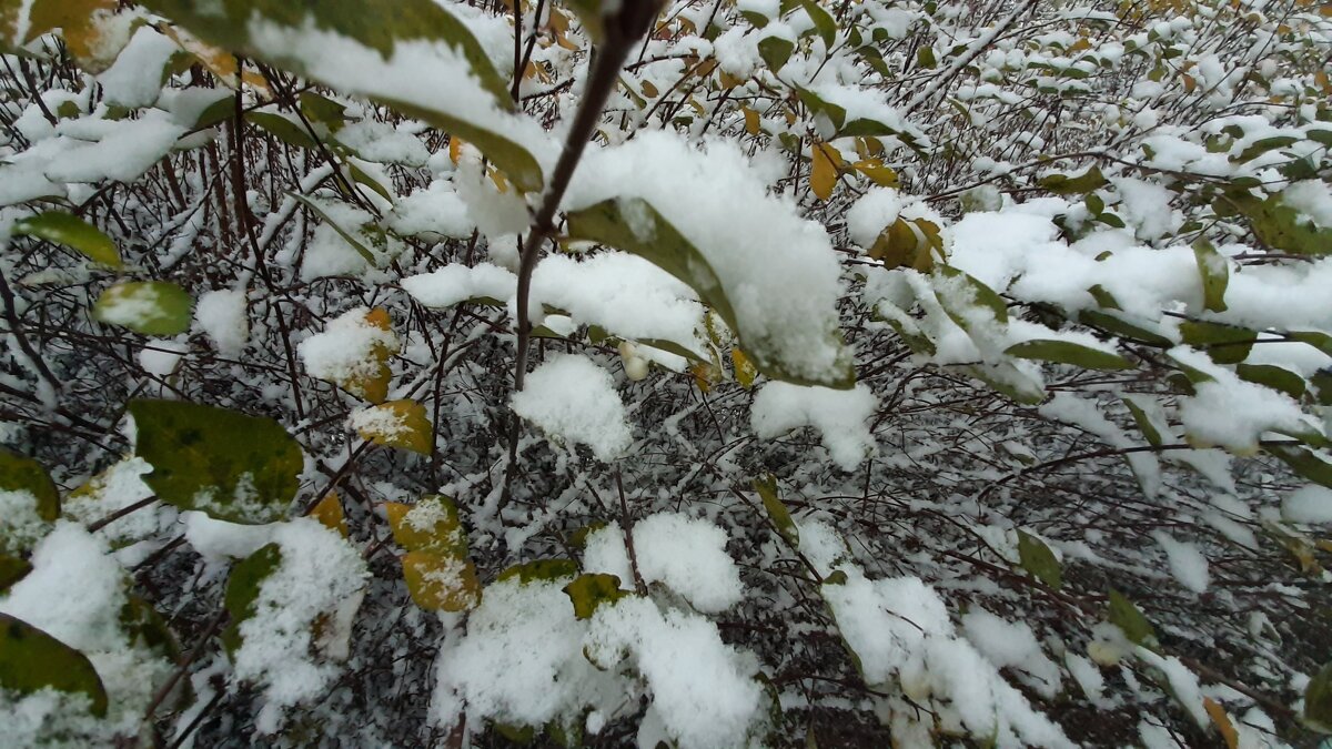 После снегопада... - Елена Павлова (Смолова) После снегопада... - Елена Павлова (Смолова)