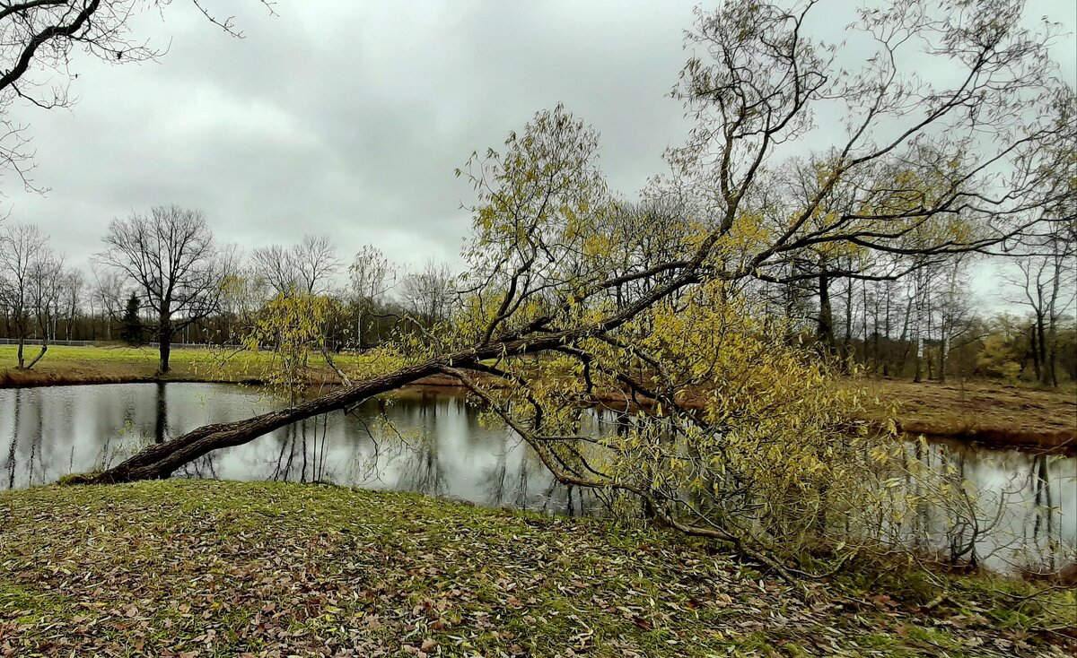 Александровский парк. Ноябрь - Наталья Герасимова