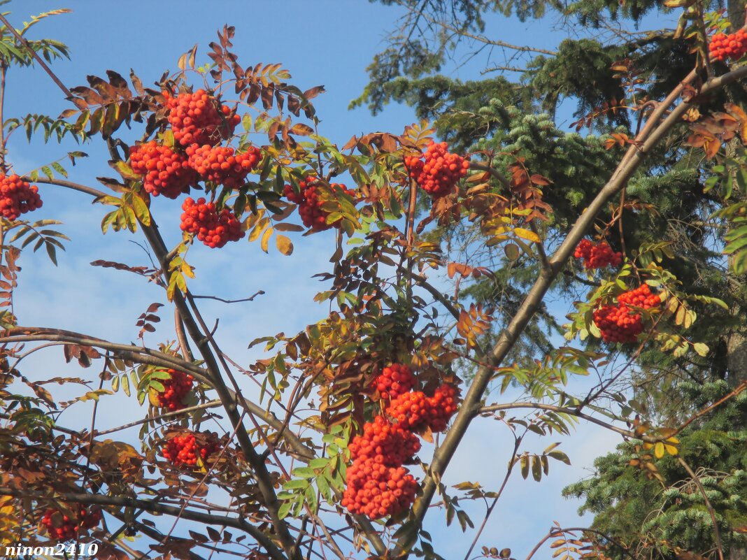 Ростовская осень - Нина Бутко