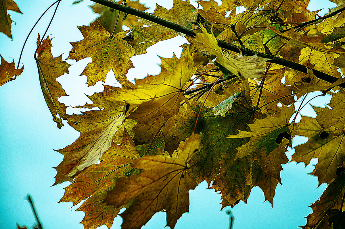 Фотозарисовка - Владимир Кроливец Фотозарисовка - Владимир Кроливец