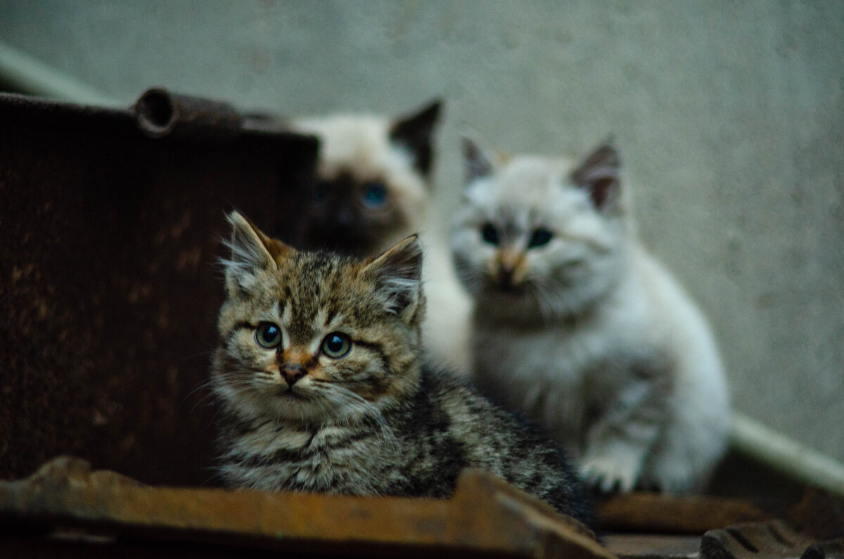 милые котятки на работке - Александр Леонов милые котятки на работке - Александр Леонов