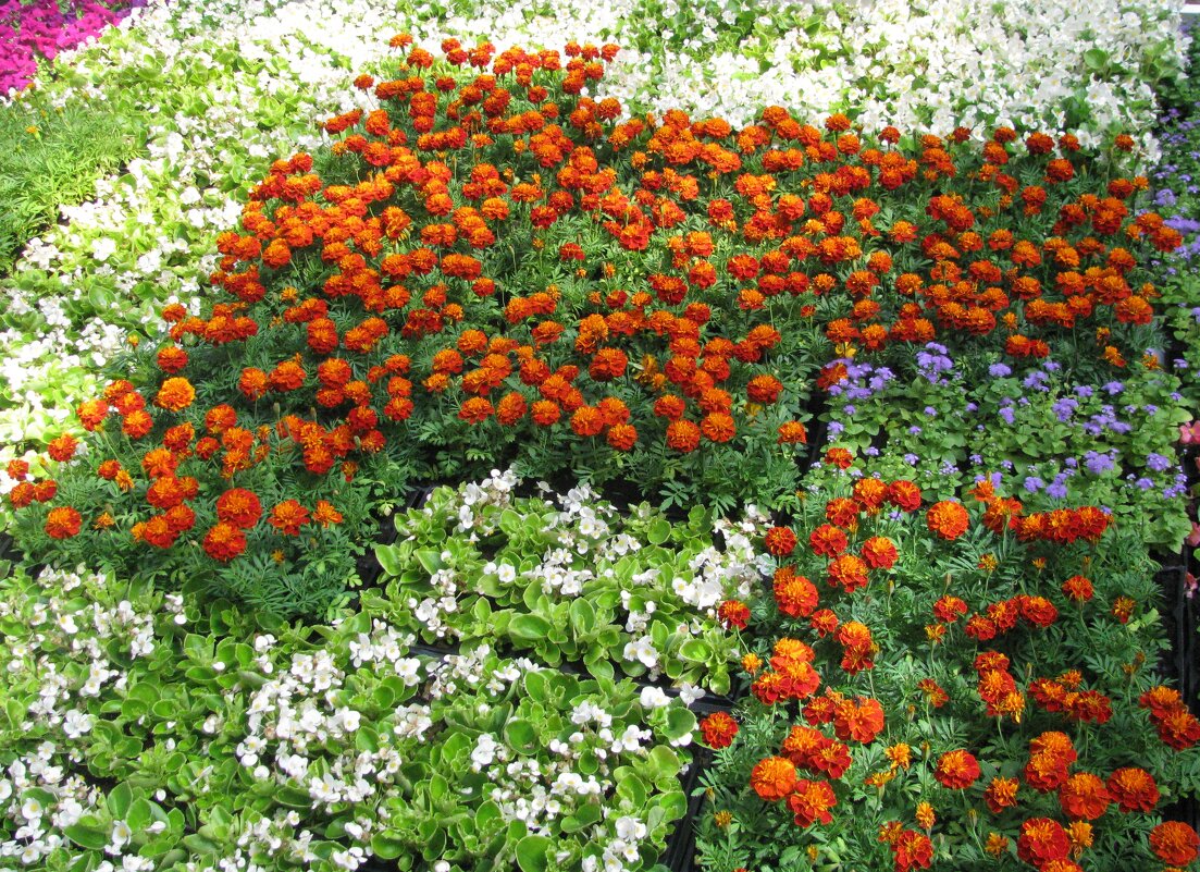 Москва. В ГУМе. - Владимир Драгунский Москва. В ГУМе. - Владимир Драгунский